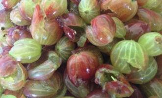 Cách làm mứt ngỗng hoàng gia (ngọc lục bảo)? Chúng tôi rửa kỹ những quả mọng hơi xanh dưới vòi nước chảy và đặt chúng vào một cái chao, để chất lỏng dư thừa chảy ra. Sau đó, chúng tôi cắt từng quả mọng và dùng một chiếc thìa nhỏ để lấy ra từng hạt, không có hạt nào.