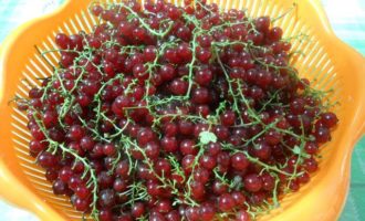 Paano maghanda ng red currant compote para sa isang 3 litro na garapon para sa taglamig? Ang kagandahan ng recipe na ito ay hindi mo kailangang pagbukud-bukurin ang mga currant, hindi mo kailangang alisin ang mga ito sa mga sanga. Banlawan lamang ang mga berry nang lubusan sa isang sapat na dami ng tubig na tumatakbo at alisin ang mga dahon at mga labi.