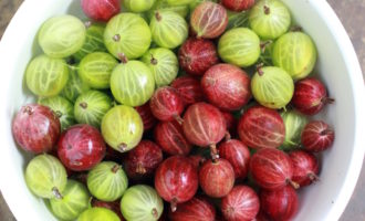 Com fer melmelada de grosella i taronja per a l'hivern? Primer cal preparar tots els ingredients. Per fer-ho, esbandiu les baies amb una quantitat suficient d'aigua i després, amb les tisores d'ungles, traieu les cues i les tiges. Aquest és un procés força intensiu de mà d'obra que requerirà una mica de temps.