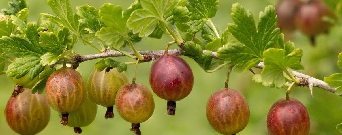 Kruisbessencompote voor de winter in een pot van 3 liter