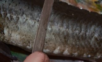 Com cuinar deliciosament un esturió sencer al forn? Si el peix s'ha comprat en una botiga, ja estarà eviscerat; si no, el primer que cal fer és desfer-se de les entranyes. Després d'això, esbandim bé l'esturió tant per dins com per fora. Per facilitar l'eliminació de les escates, cal abocar aigua bullint sobre el peix. Com cuinar deliciosament un esturió sencer al forn? Si el peix s'ha comprat en una botiga, ja estarà eviscerat; si no, el primer que cal fer és desfer-se de les entranyes. Després d'això, esbandim bé l'esturió tant per dins com per fora. Per facilitar l'eliminació de les escates, cal abocar aigua bullint sobre el peix.
