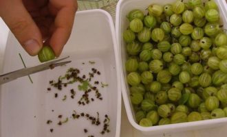 Paano gumawa ng gooseberry jam na may lemon para sa taglamig? Maingat na pag-uri-uriin ang mga berry at pagkatapos ay banlawan ang mga ito sa maraming tubig. Pagkatapos ng mga pamamaraan ng tubig, ang mga berry ay kailangang iproseso. Upang gawin ito, gumamit ng gunting at putulin ang lahat ng mga buntot at tangkay. Oo, ito ay medyo nakakapagod at mabagal na proseso, kaya maganda kung may makakatulong sa iyo.