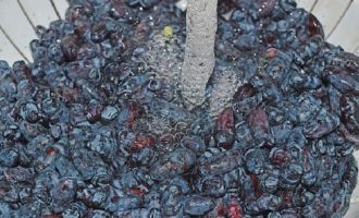 Timbangin ang kinakailangang dami ng mga berry at ilagay sa isang colander. Dahan-dahang banlawan ang honeysuckle sa ilalim ng tubig na tumatakbo. Para sa isang mas malaking bilang ng mga paghahanda, maaari kang kumuha ng maraming beses na higit pang mga berry at asukal, habang pinapanatili ang proporsyon ng 2 hanggang 1. Gayunpaman, hindi inirerekomenda na magluto ng higit sa 1.5 kg ng mga berry sa isang kawali sa isang pagkakataon.