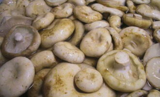 Paano maghanda ng mga adobo na mushroom ng gatas para sa taglamig? Lubusan naming hinuhugasan ang mga kabute mula sa lahat ng mga kontaminado at ibabad ang mga ito sa maraming malamig na tubig sa loob ng 2 oras.