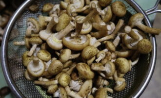 Paano ihanda ang pinaka masarap na adobo na mushroom para sa taglamig? Maingat naming nililinis ang mga kabute mula sa dumi, maliliit na sanga at dahon. Hugasan, pagkatapos ay punuin ng malinis na tubig, pakuluan ng 5 minuto. Pagkatapos ay ilagay ito sa isang colander, banlawan at hayaang maubos ang tubig.