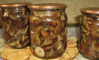 Pantay-pantay naming inaayos ang mga mushroom sa mga pre-sterilized na garapon at agad na ibuhos ang mainit na pag-atsara, pagdaragdag ng 1 cm sa tuktok ng garapon. Isinasara namin ang mga paghahanda na may mga isterilisadong takip at ipadala ang mga ito para sa imbakan. handa na!
