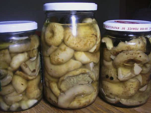 Mga adobo na mushroom ng gatas para sa taglamig