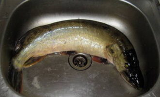 Hoe sappige en zeer smakelijke snoekkoteletten met reuzel koken? We wassen de vis goed, ontdoen hem van schubben, scheuren de buik open en verwijderen alle ingewanden. Verwijder alle vinnen, kop en staart.