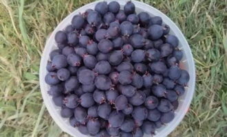 Per fer que la melmelada de shadberry sigui més rica i deliciosa per a l'hivern, trieu només baies madures.Triem l'irgu: traieu branques i fulles, elimineu les baies malmeses.