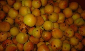 Com preparar un suc d'albercoc deliciós per a l'hivern a casa? Seleccionem el nombre necessari d'albercocs i els esbandiu sota aigua.