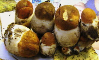 Làm thế nào để chuẩn bị boletus ngâm cho mùa đông trong lọ? Nguyên liệu lý tưởng để ngâm chua là những cây nấm non nhất, chưa có thời gian hình thành. Những thứ này trở nên cứng, giòn, mịn. Nếu có thể, chúng tôi khuyên bạn nên chọn những mẫu vật như vậy và ướp chúng trong một lọ đựng đồ ăn ngon riêng biệt.