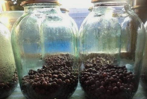 Vogelkersencompote voor de winter