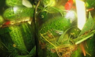 După două zile, saramura ar trebui să devină tulbure, iar o parte din ea ar trebui să iasă din borcane în tigaie.