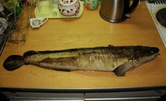 Hur förbereder man en utsökt lakematrätt? Tvätta först fisken noggrant under rinnande vatten. Därefter rengör vi den från fjäll, tar bort gälarna med inälvor och, om så önskas, skär av huvudet. Skölj sedan fisken igen under vatten. Det är också lämpligt att ta bort huden och skära av fenorna och svansen.