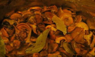 En una cassola per cuinar bolets, bulliu un got d'aigua neta, dissolgueu-hi una culleradeta de sal i transferiu els taps de llet de safrà preparats a aigua bullint. Donaran molt del seu suc.