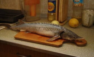 Bakad sterlet i ugnen är mycket lätt att förbereda. Först och främst, samla alla ingredienser för en snygg fisk. Trimma stora fenor från sterletkroppen. Ta bort gälarna, riv upp buken, ta ut inälvorna. Om du vill kan du ta bort huvudet helt. Skölj slaktkroppen under rinnande vatten.