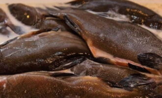 Ang katamtamang laki ng isda ay unang nililinis, hinugasan at ibabad sa inasnan na gatas sa temperatura ng silid sa loob ng 2-3 oras. Aalisin ng pamamaraang ito ang bahagyang amoy ng putik na likas sa naturang isda.