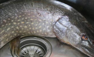Ang pike heh ay madaling ihanda sa bahay. Nililinis namin ang pike at maingat na banlawan ito sa ilalim ng tubig na tumatakbo.