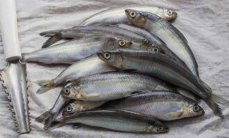 Vendace có vảy lớn nên rất dễ dàng để làm sạch.