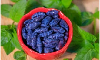 Om kamperfoeliecompote voor de winter te bereiden, wast u de bessen en snijdt u de staarten af. Doe de kamperfoelie in een vergiet en laat drogen.