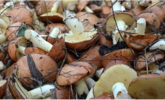 Upang maghanda ng boletus para sa taglamig, kailangan mong kolektahin ang mga ito.