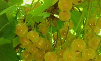 Upang maihanda ang mga paghahanda ng puting currant para sa taglamig, nagpapatuloy kami sa pinaka-maingat na hakbang: pagpili ng mga berry, sinusubukang paghiwalayin ang mga prutas mula sa mga sanga nang hindi lumalabag sa integridad.