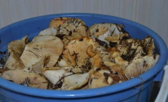 Om knapperige melkchampignons voor de winter in potten te bereiden, meet u de benodigde hoeveelheid champignons af. We gaan er doorheen en maken ze schoon van vuil.