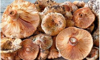 Laten we champignonkaviaar van saffraanmelkdoppen voor de winter in potten bereiden. Laten we het benodigde aantal paddenstoelen meten.