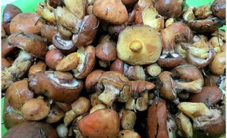 Vi delar ett recept för att tillaga saltat smör i burkar för vintern. Vi rengör svamparna, sköljer dem och separerar sedan stjälkarna från locken.