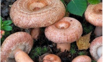 Nagbabahagi kami ng isang recipe para sa paghahanda ng inasnan na mga trumpeta para sa taglamig sa mga garapon.