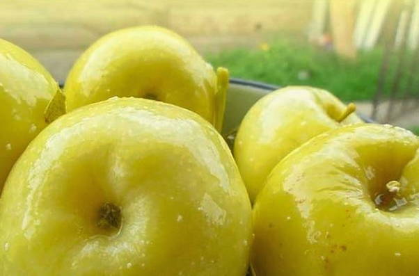 Antonovka pentru iarnă