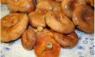 Schil de champignons en spoel ze af onder koud stromend water. Doop de bereide saffraanmelkdoppen in gezouten kokend water, zet het vuur lager en kook gedurende 30 minuten tot ze volledig gaar zijn.