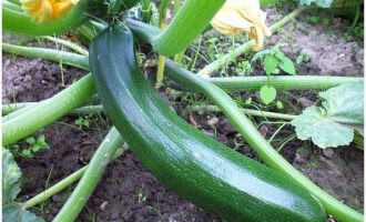 Grillade grönsaker är väldigt lätta att tillaga. Ta en medelstor zucchini eller zucchini. Unga exemplar är bäst lämpade.