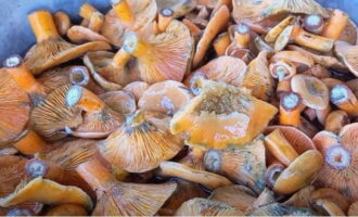 Paano mag-pickle ng mga takip ng gatas ng safron nang malamig para sa taglamig? Ilagay ang mga bagong piniling mushroom sa isang malalim na mangkok at punuin ng malamig na tubig sa loob ng isang oras. Kasabay nito, ang mga takip ng gatas ng safron ay magiging mas mahusay na malinis sa mga labi ng kagubatan. Hugasan namin ang mga gulay at alisan ng balat ang mga ulo ng bawang.