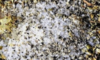 Voeg gemalen zwarte peper en gedroogde gehakte oregano toe voor de smaak. Voeg gemalen zwarte peper en gedroogde gehakte oregano toe voor de smaak.